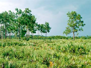 Hal Scott Preserve